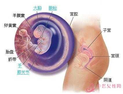 鸭有机氟农药中毒的防治